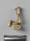 :ĥ|xPݳkBleft fourth metacarpal and proximal phalanges of Canis sp.