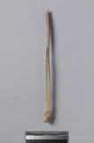 遺物:犬左腓骨、left fibula of Canis sp.