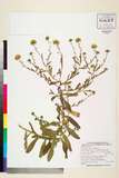 中文種名:Prunus jamasakura Siebold ex Koidz.