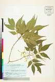 ئW:Fraxinus sieboldiana Blume