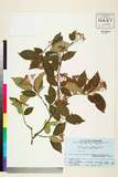 ئW:Pourthiaea villosa (Thunb.) Decne. var. zollingeri (Decne.)