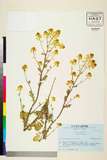 ئW:Barbarea vulgaris W.T. Aiton