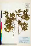 ئW:Fraxinus sieboldiana Blume