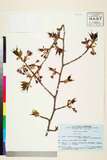 ئW:Prunus sargentii Rehder
