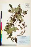 ئW:Weigela hortensis C.A. Mey.