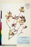 ئW:Prunus jamasakura Siebold ex Koidz.