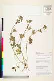 ئW:Potentilla keiniana Wight & Arn.