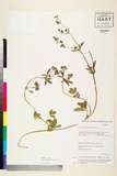 中文種名:Potentilla kleiniana Wight & Arn.