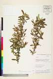 中文種名:Pyracantha angustifolia (Franch.) C.K. Schneid.
