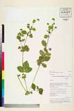 ئW:Potentilla peduncularis D. Don