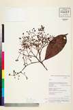 ئW:Photinia integrifolia Lindl.