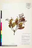 ئW:Photinia integrifolia Lindl.