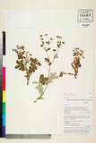 ئW:Potentilla lineata Trevir.