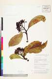 ئW:Photinia integrifolia Lindl.