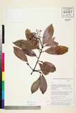 ئW:Photinia integrifolia Lindl.