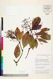 ئW:Photinia integrifolia Lindl.