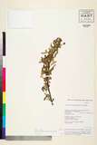 ئW:Pyracantha angustifolia (Franch.) C.K. Schneid.