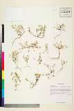 ئW:Arenaria pseudostellaria C.Y. Wu, L.H. Zhou & W.L. Wagner