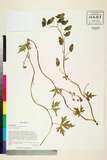 ئW:Aconitum sungpanense Hand.-Mazz.