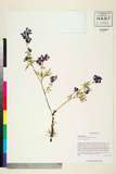ئW:Aconitum gymnandrum Maxim.