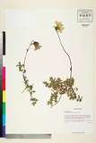 ئW:Codonopsis bulleyana G. Forrest ex Diels