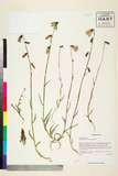 ئW:Adenophora jasionifolia Franch.