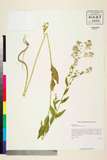 ئW:Lepidium latifolium L.
