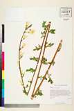 ئW:Forsythia viridissima Lindl.