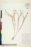中文種名:Polygala tenuifolia Willd.