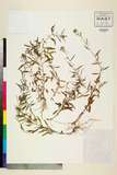 ئW:Lysimachia barystachys Bunge