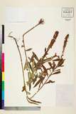 ئW:Lysimachia barystachys Bunge