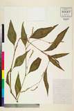 ئW:Polygonum lapathifolium L. var. salicifolium Sibth.