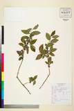 ئW:Lonicera elisae Franch.