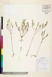 ئW:Lepidium apetalum Willd.