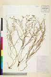 中文種名:Polygala tenuifolia Willd.