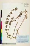 ئW:Prunus spachiana (Lavall?e ex H.Otto) Kitam.