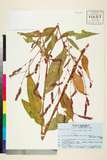 ئW:Persicaria vulgaris Webb & Moq.