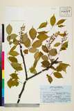 ئW:Prunus grayana Maxim.