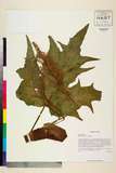 ئW:Rheum palmatum L.