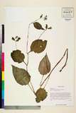 ئW:Hackelia brachytuba (Diels) I.M. Johnst.