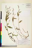 ئW:Persicaria tenella (Blume) H. Hara var. kawagoeana (Makino)