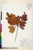 ئW:Rhaphiolepis indica (L.) Lindl. ex Ker