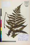 ئW:Cornopteris decurrenti-alata (Hook.) Nakai var. pilosella H.