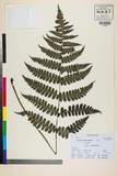 ئW:Cornopteris decurrenti-alata (Hook.) Nakai var. pilosella H.