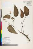 ئW:Begonia hatacoa Buch.-Ham. ex D. Don