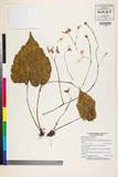 ئW:Begonia flagellaris H. Hara