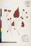 中文種名:Begonia dioica F. Hamilton ex D. Don