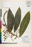 ئW:Daphniphyllum himalaense (Benth.) Muell.-Arg.
