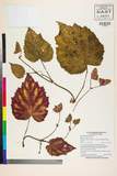 ئW:Begonia picta J.E. Smith