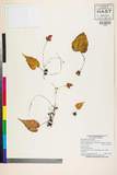 ئW:Begonia dioica F. Hamilton ex D. Don